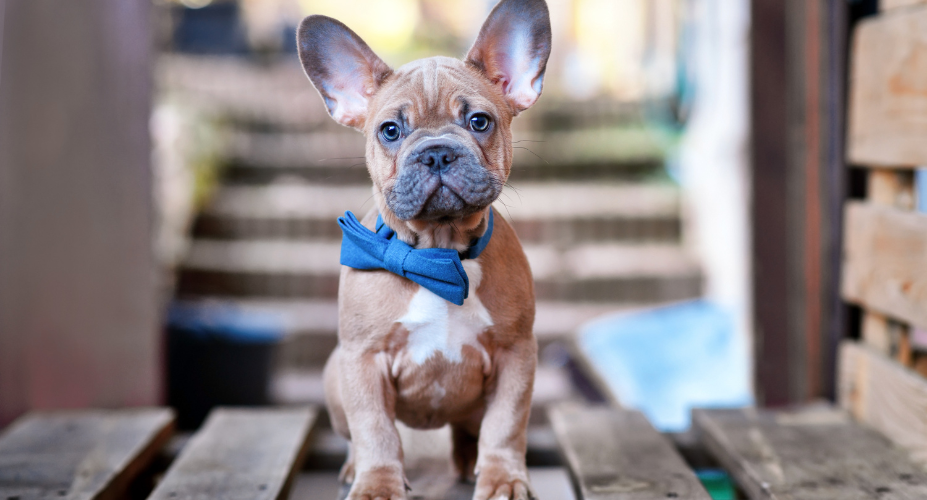 Caring for Your Blue Sable or Blue Fawn French Bulldog